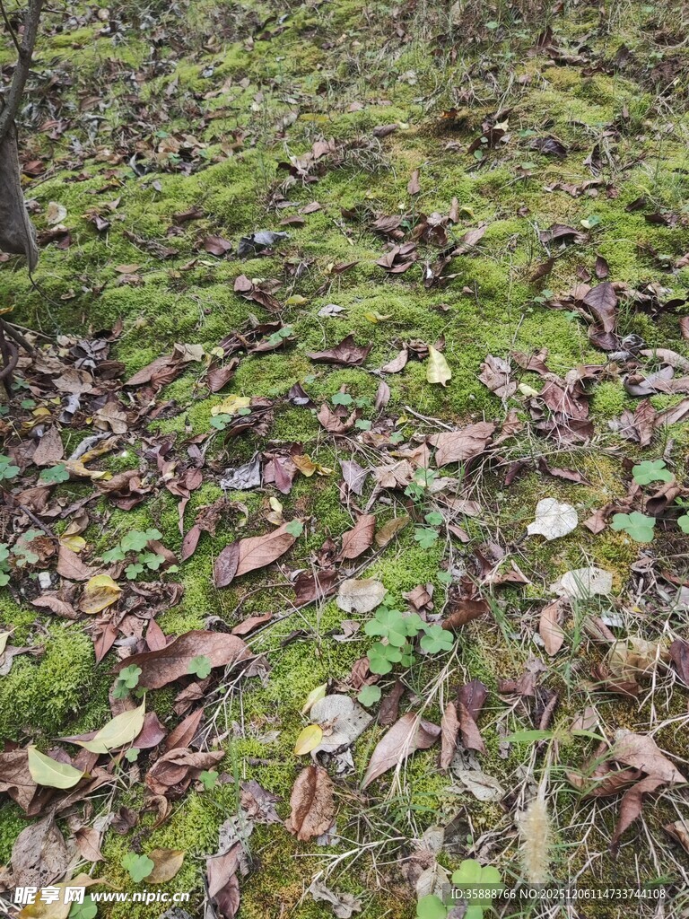 林间地面的枯叶与苔藓