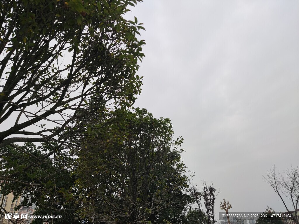 阴天里的树木景观