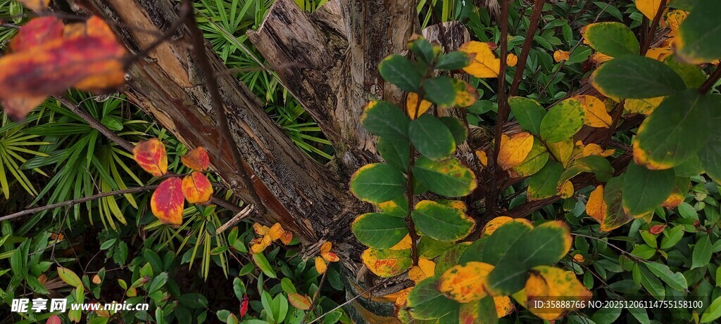 多彩植物叶片特写