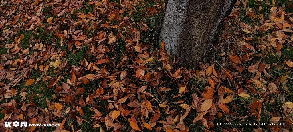 树下落叶秋景
