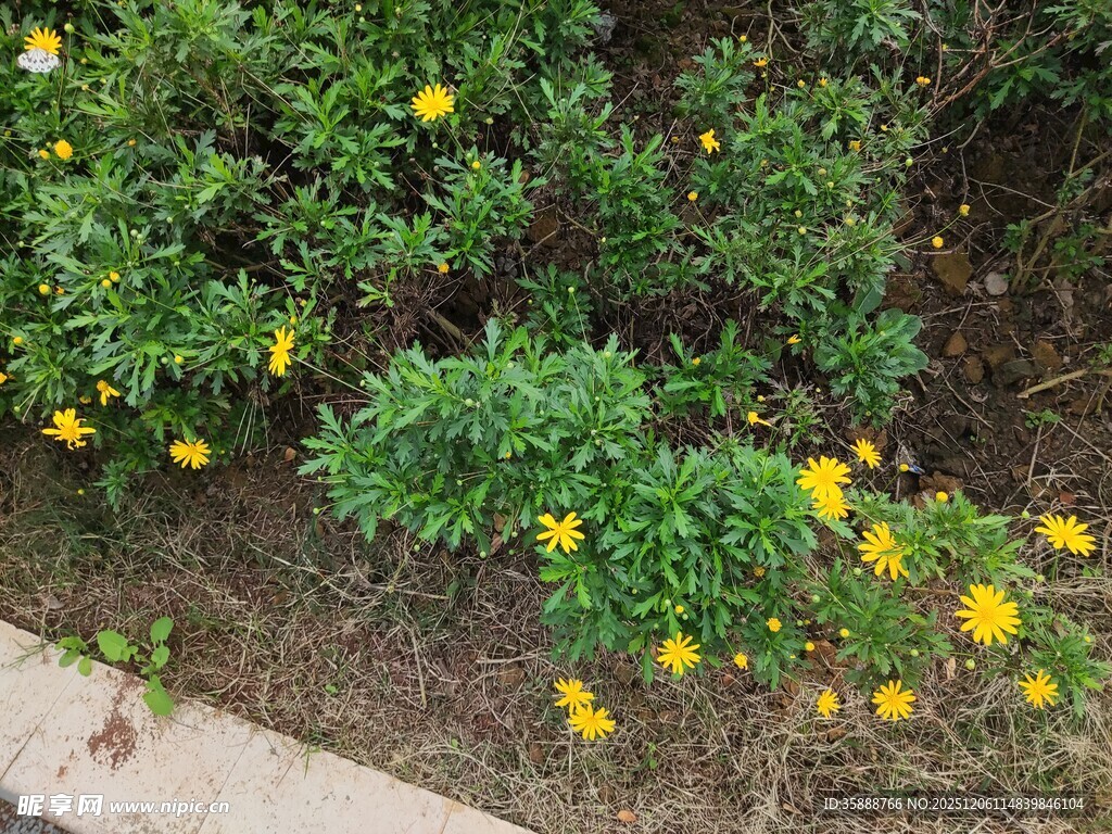 路边绽放的黄色小花