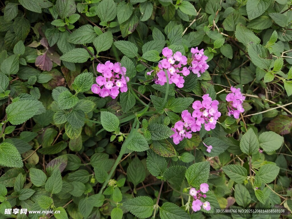 绿叶丛中的粉色小花