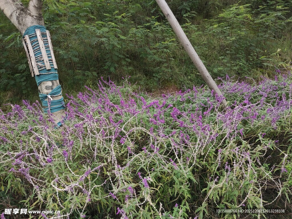 紫色花丛中的户外景象