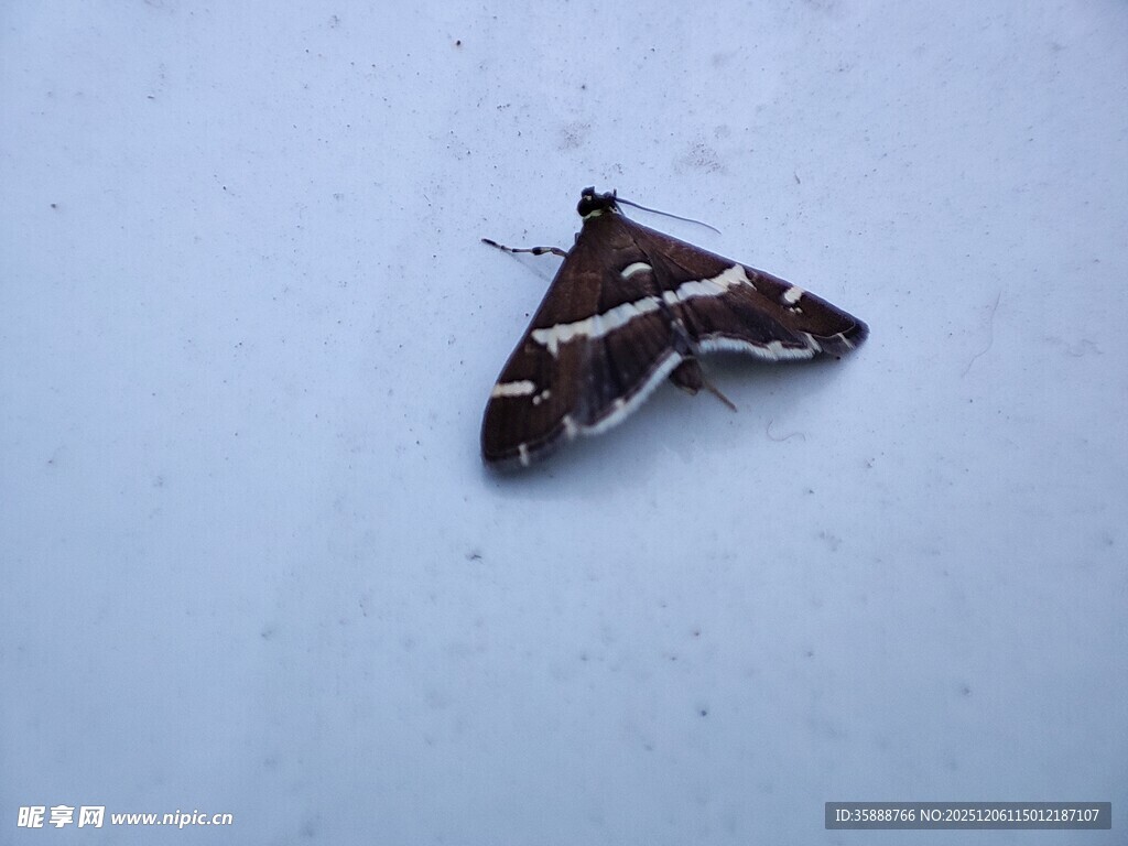 一只花纹独特的飞蛾