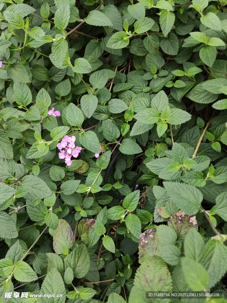 绿叶丛中的粉色小花