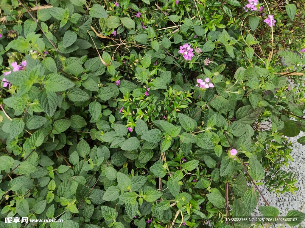 绿叶丛中绽放的粉色小花