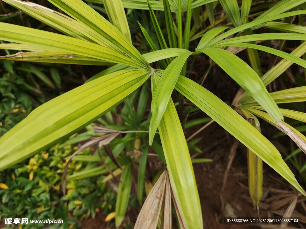 翠绿细长叶片的独特植物