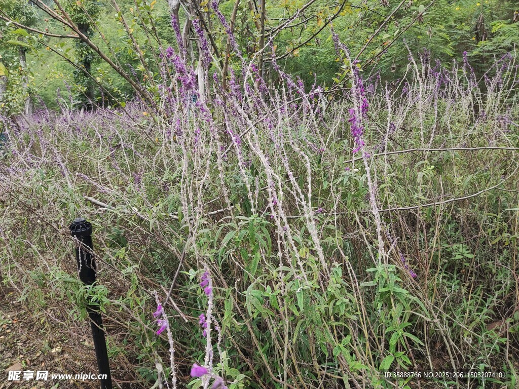 野外紫色花草繁茂景象