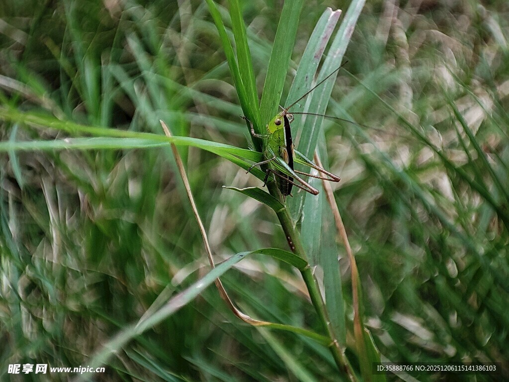 草丛中的螳螂
