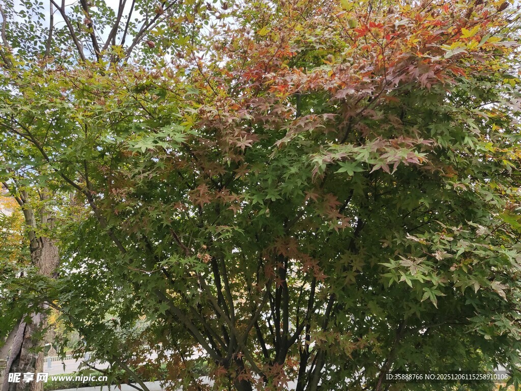 多彩枫树展现秋日景致