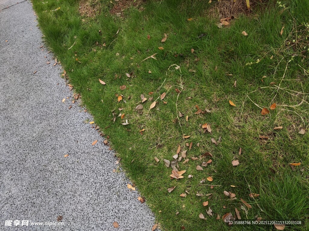 路边草地与散落枯叶