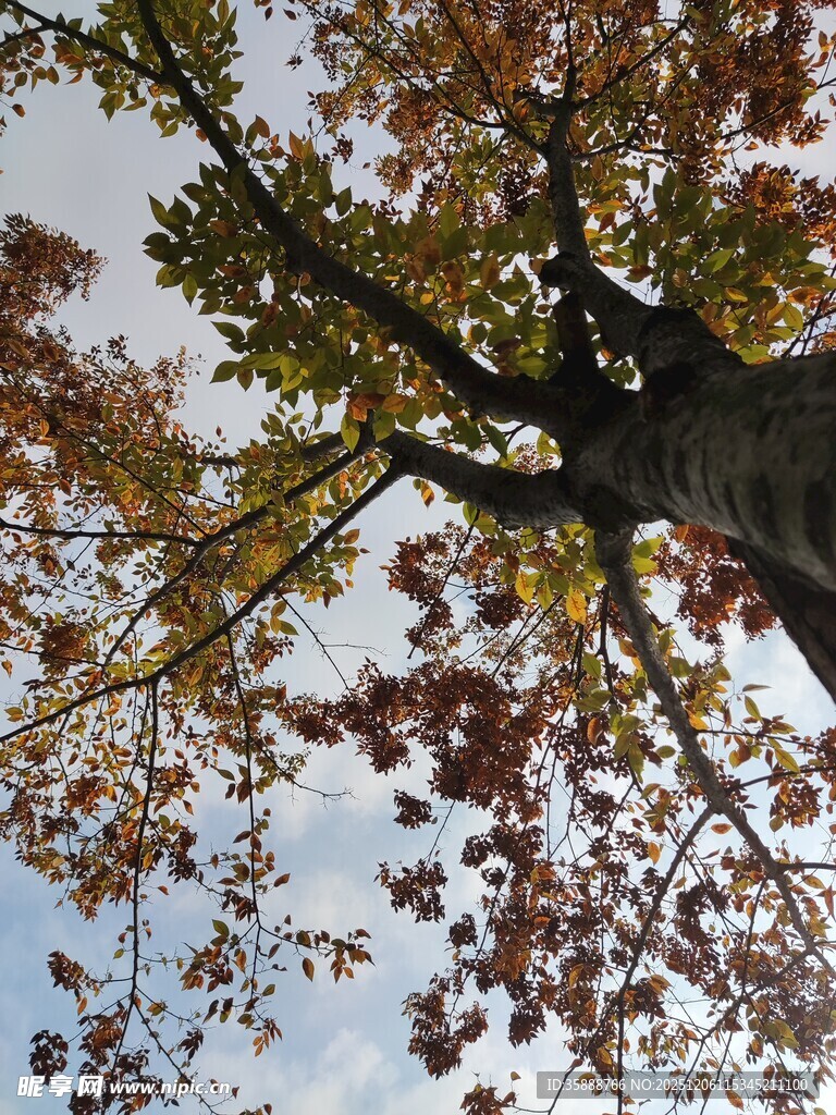 仰望秋日斑斓树冠