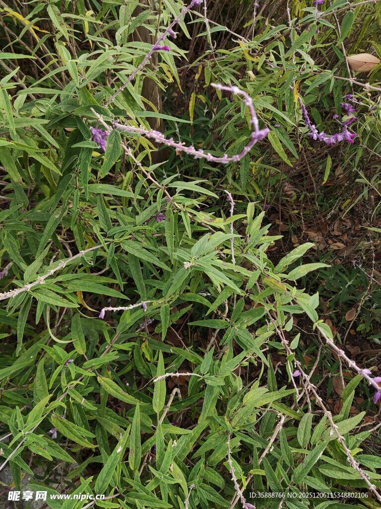 繁茂绿植中的紫色小花