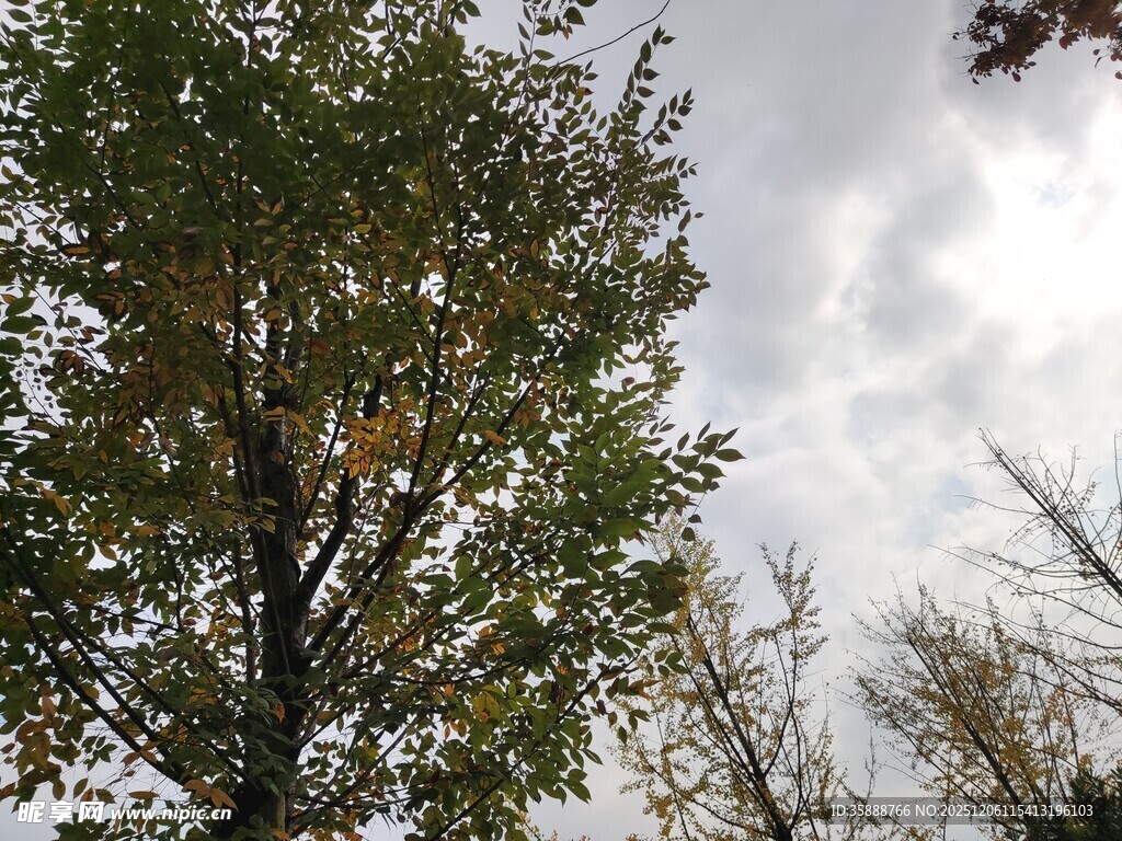 秋日树梢与天空景致