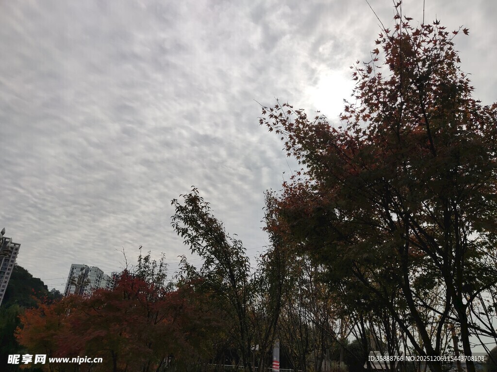 秋日树林中的斑驳天空