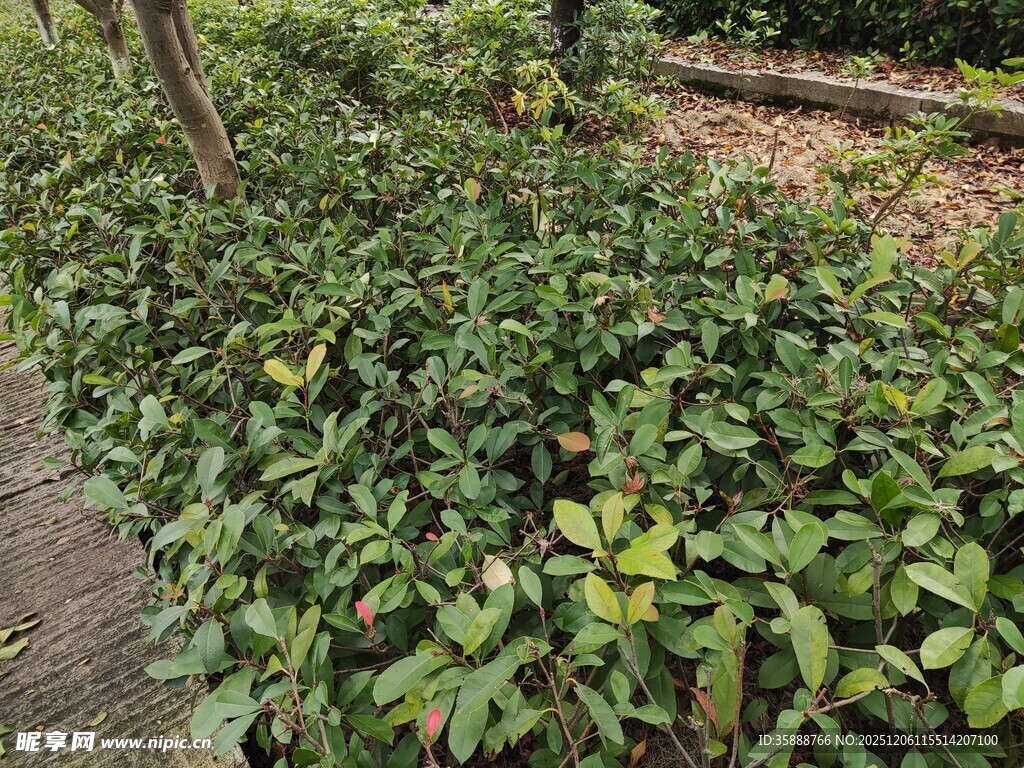 路边繁茂的绿色植物