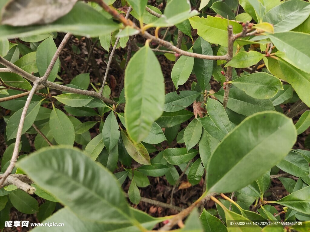 绿叶丛生的植物景象