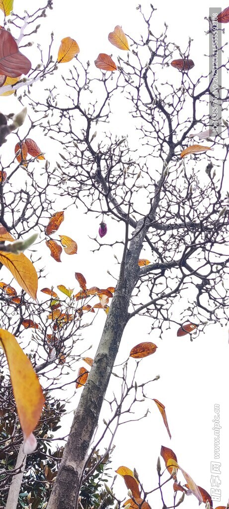 秋日枝头彩叶飘零