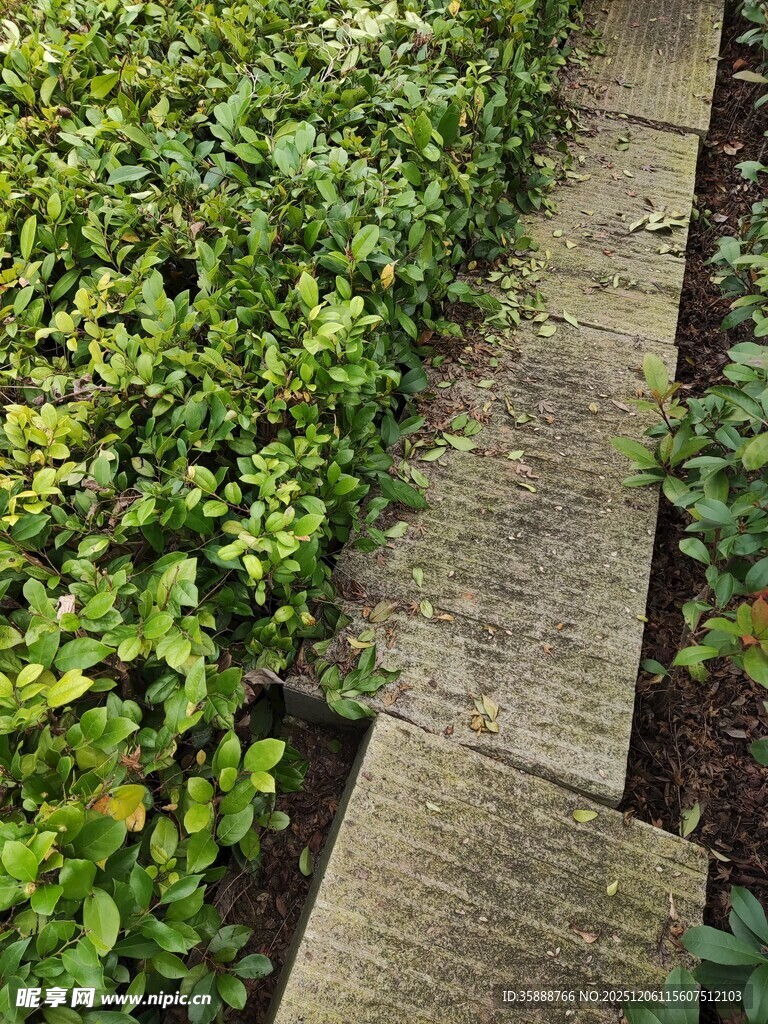 石板小径旁翠绿植物景观
