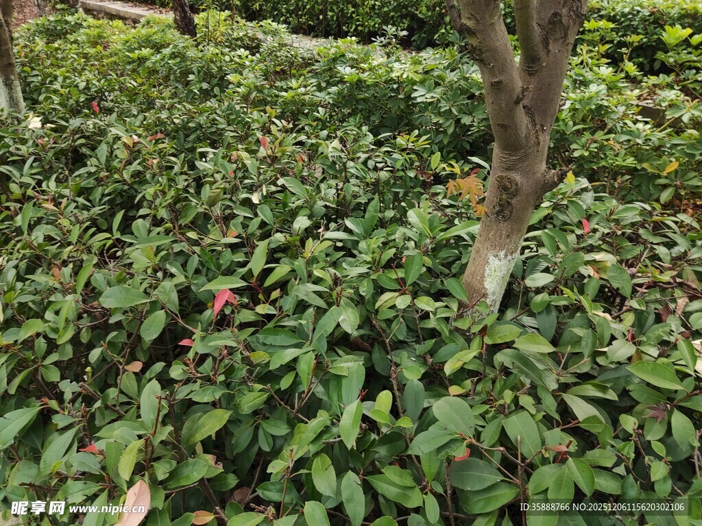 繁茂绿植中的树木景观