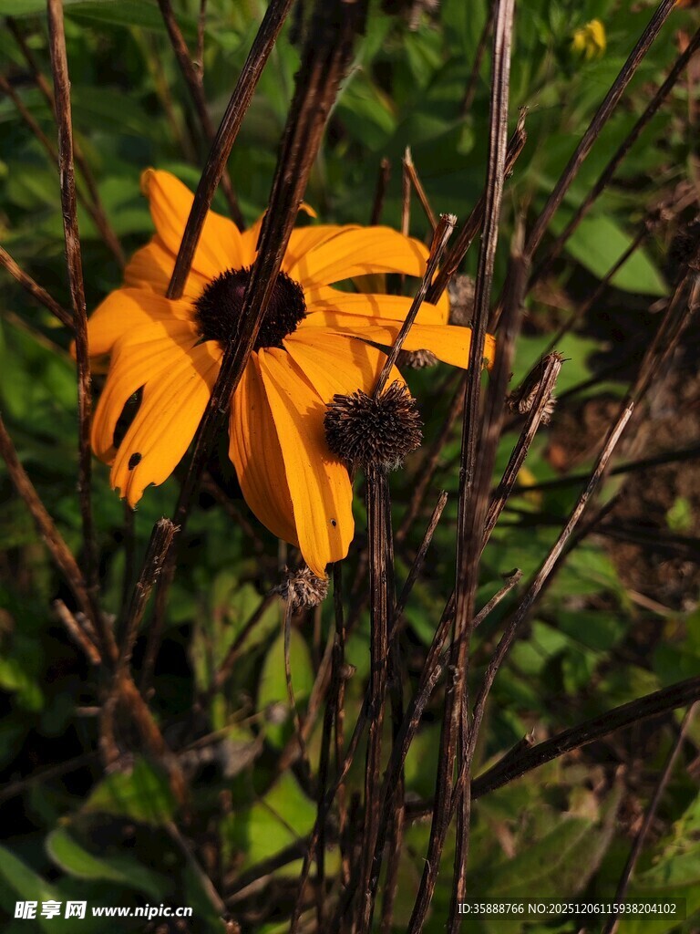 黄色黑心菊绽放于草丛