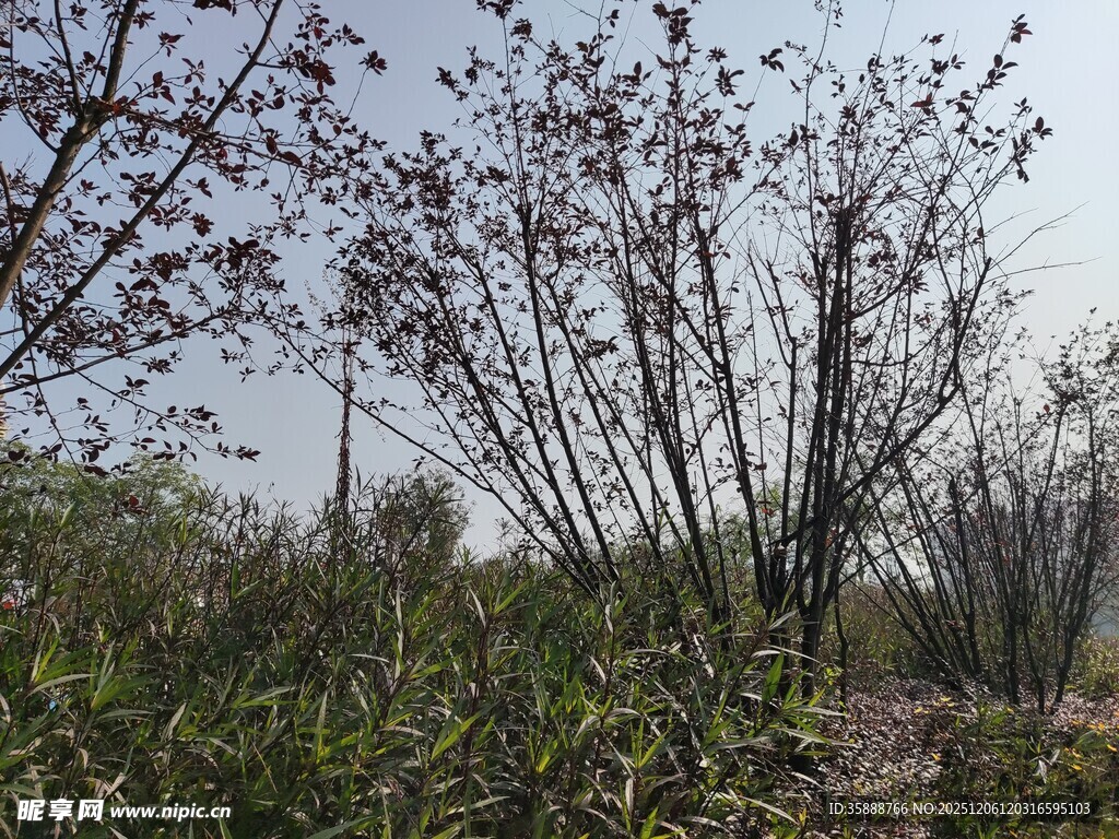 春日繁花盛开的树林