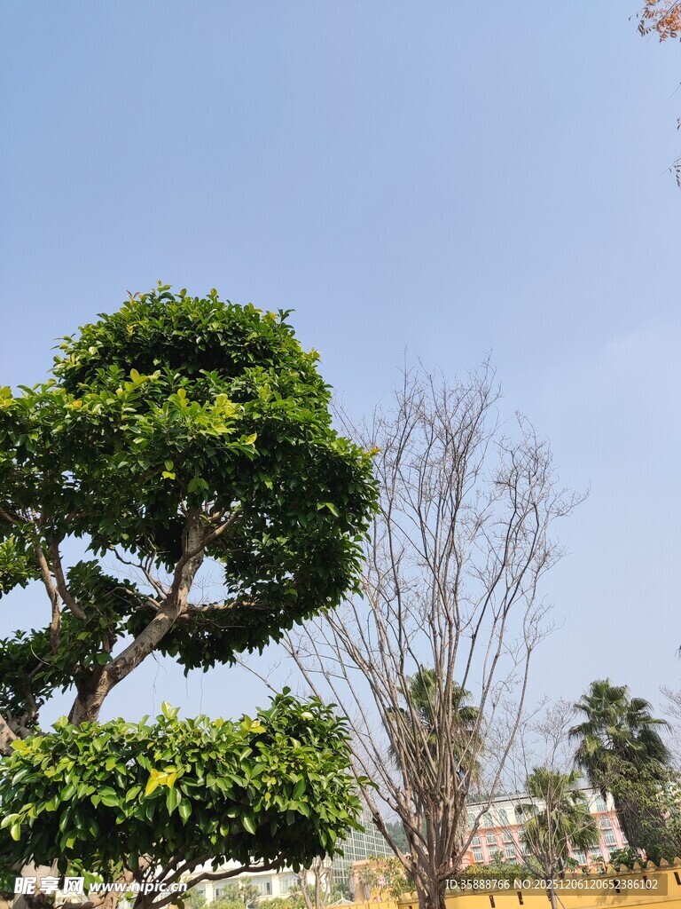 造型独特的景观树木