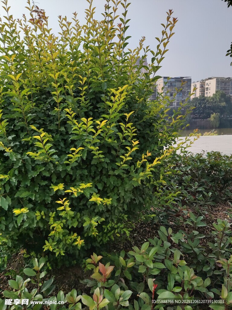 绿叶繁茂的户外植物景观