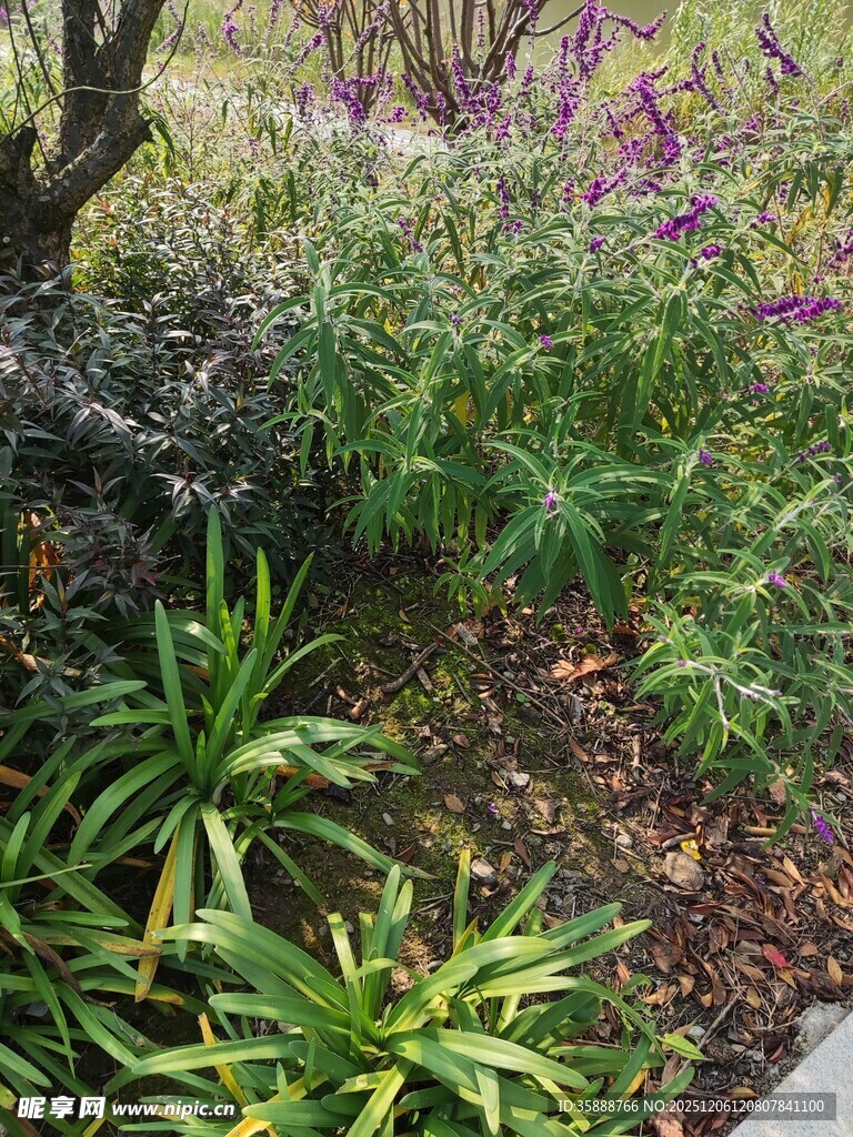 多彩植物装点的花园角落