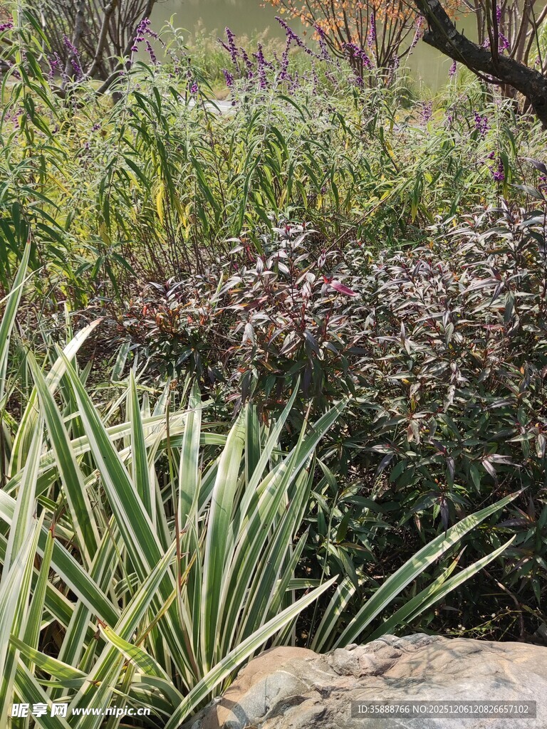 多样绿植构成的自然景致
