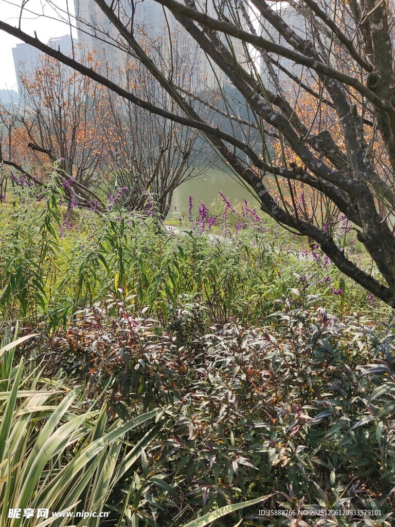 冬日园林植物景观