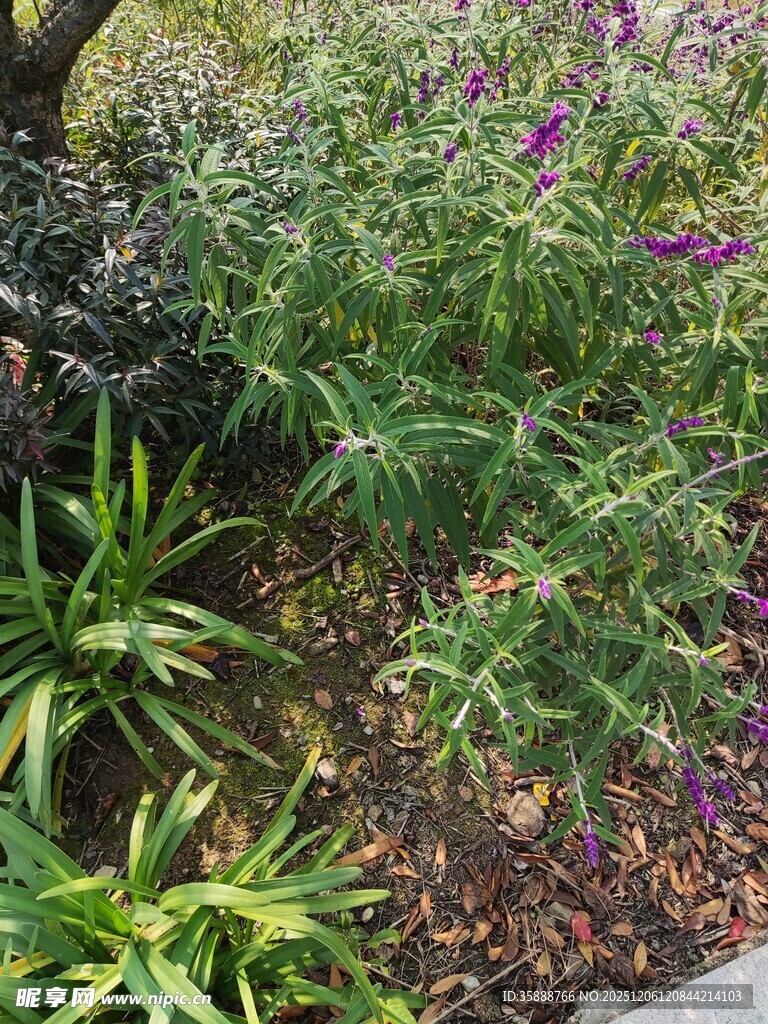花园中的多彩植物景观