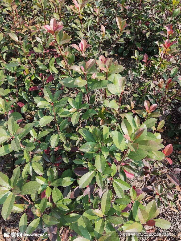 绿叶繁茂的植物景观