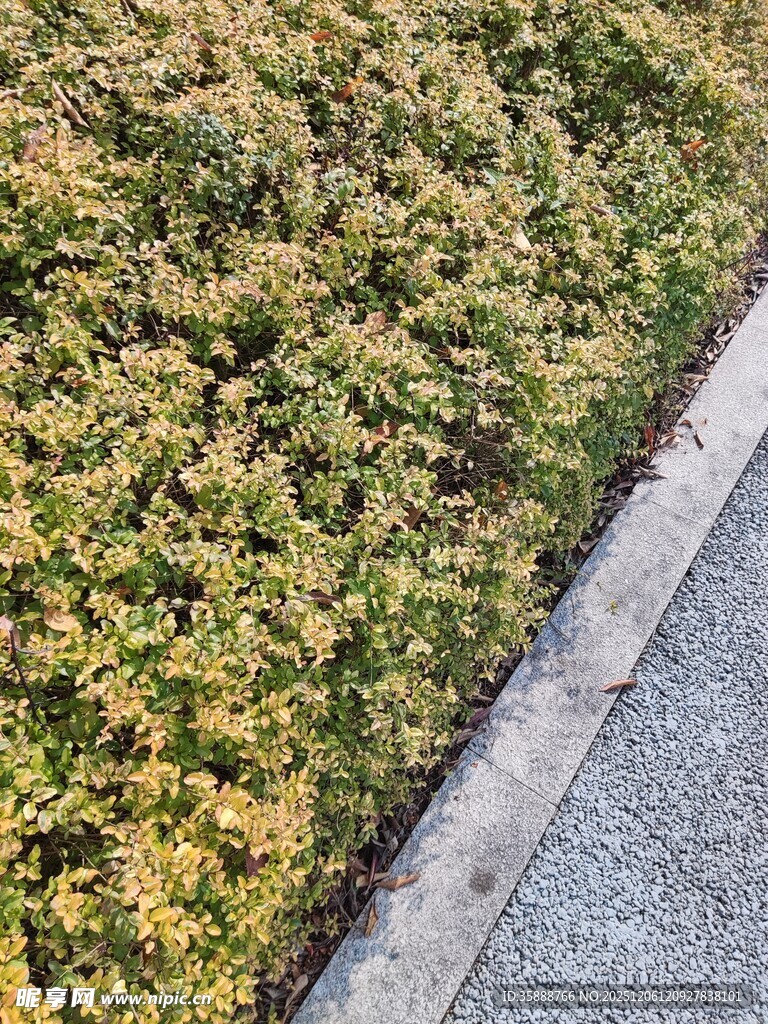 路边黄绿相间的灌木丛
