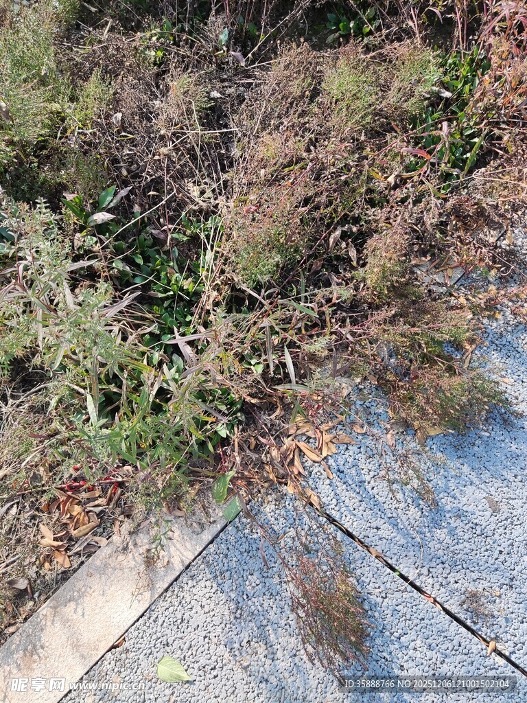 路边杂草与斑驳地面