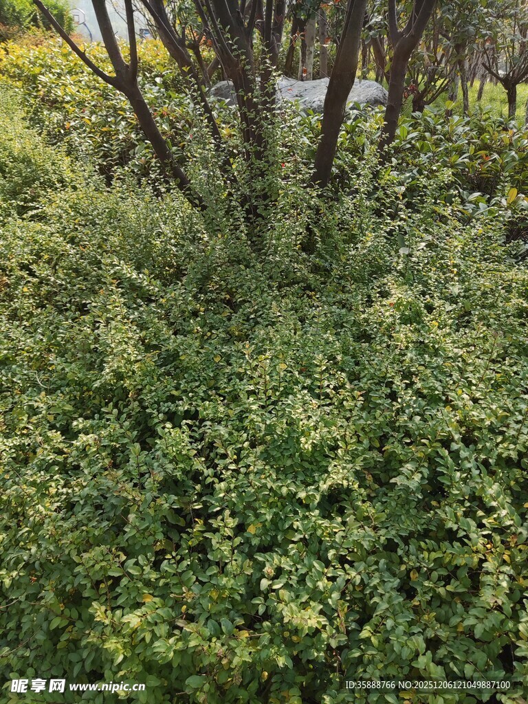 茂密绿植景观
