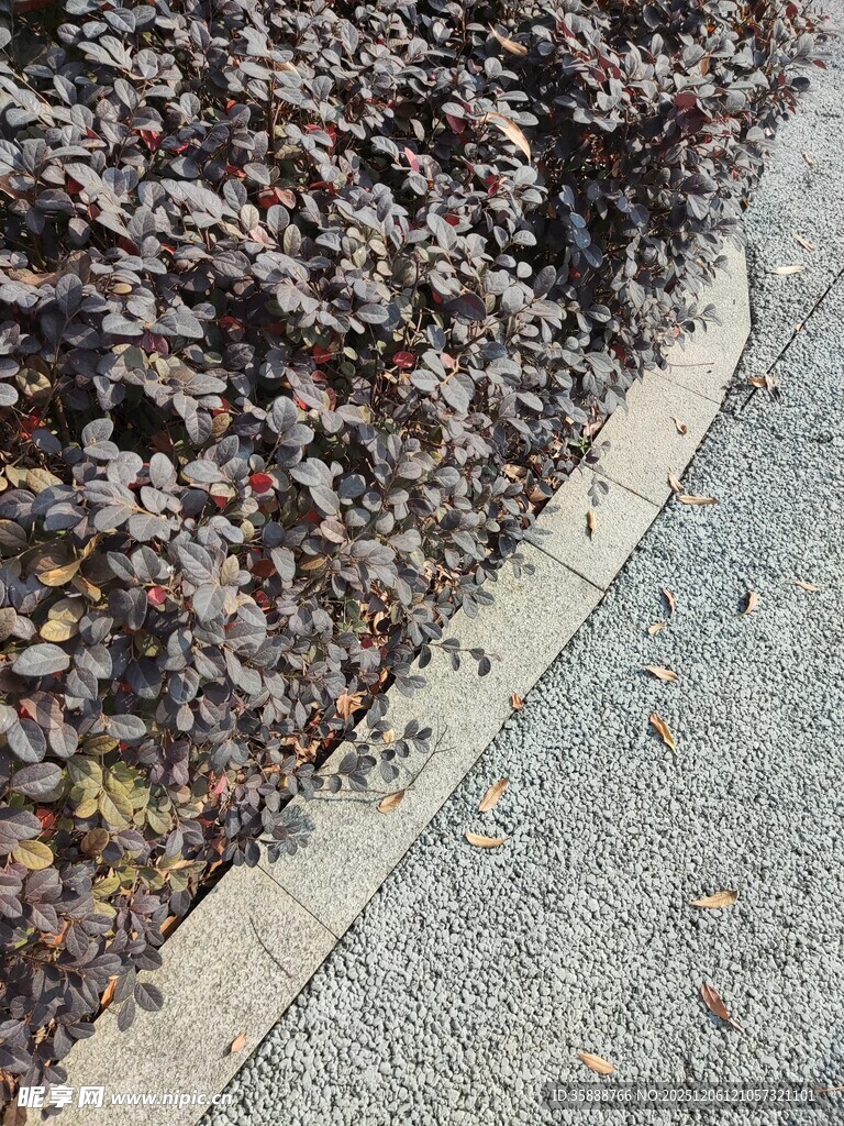 路边落叶堆积景象