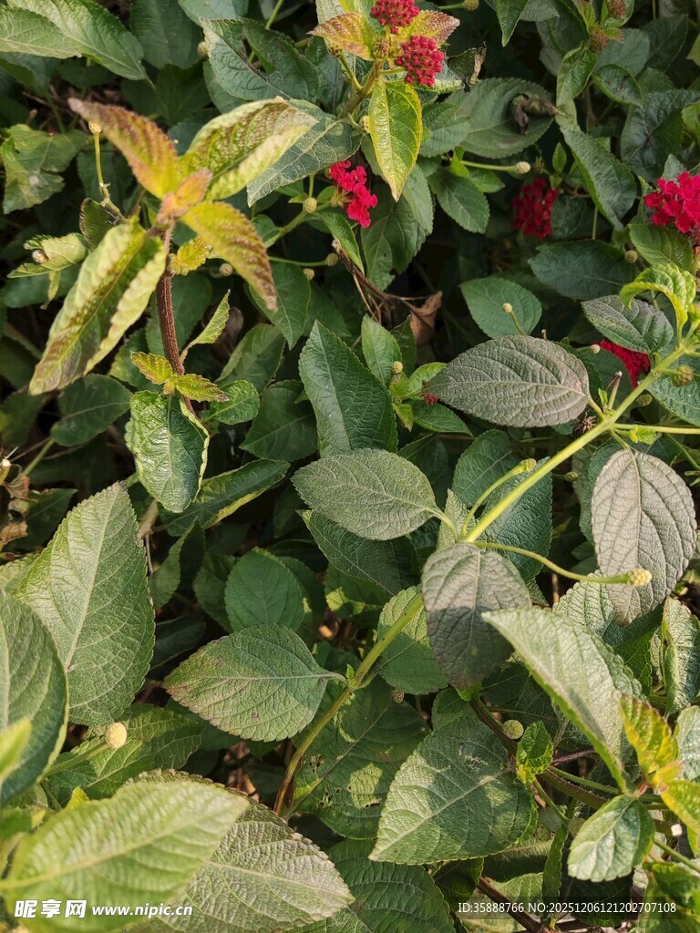 绿叶红花植物特写