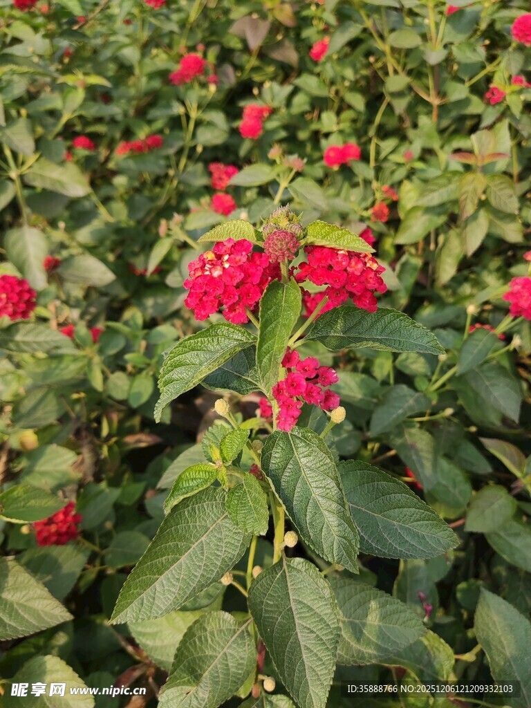 鲜艳红花朵朵绽放绿叶间