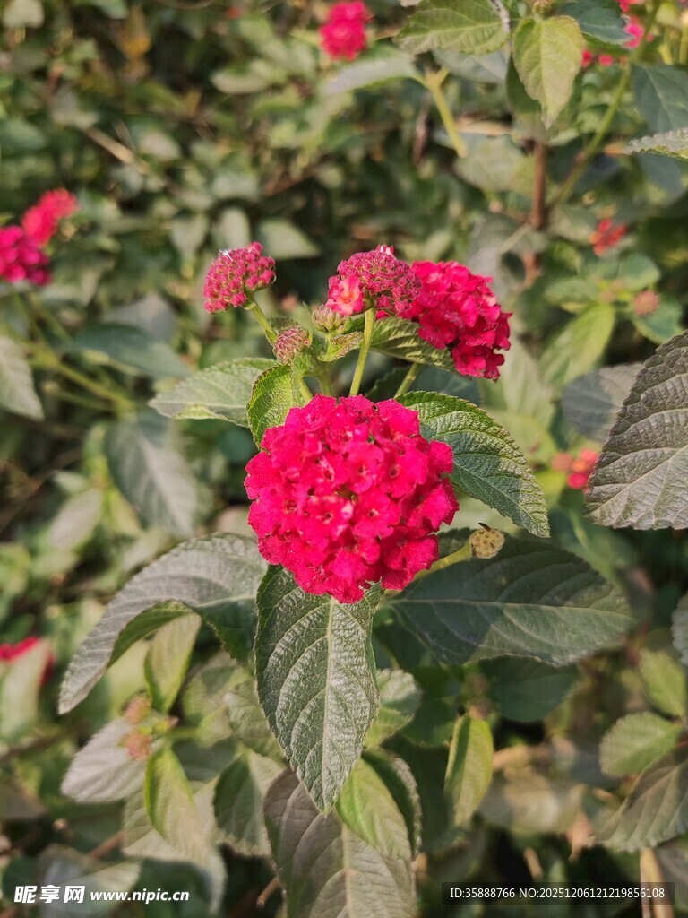 鲜艳红花朵与绿叶相伴