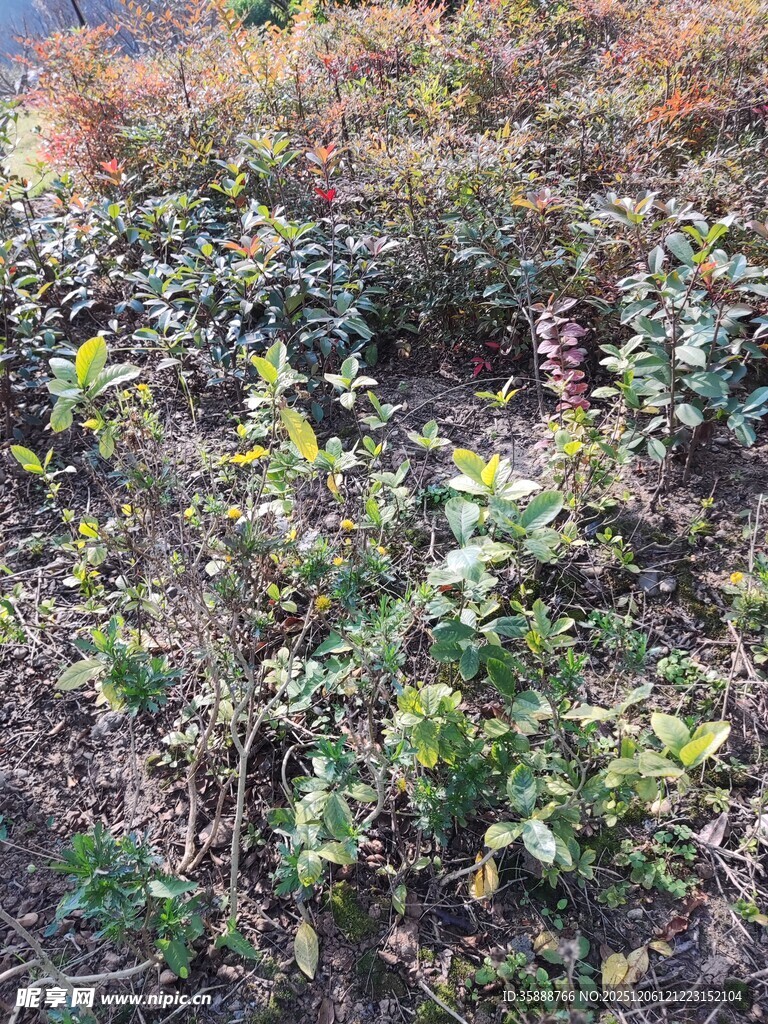 野外繁茂植物景象