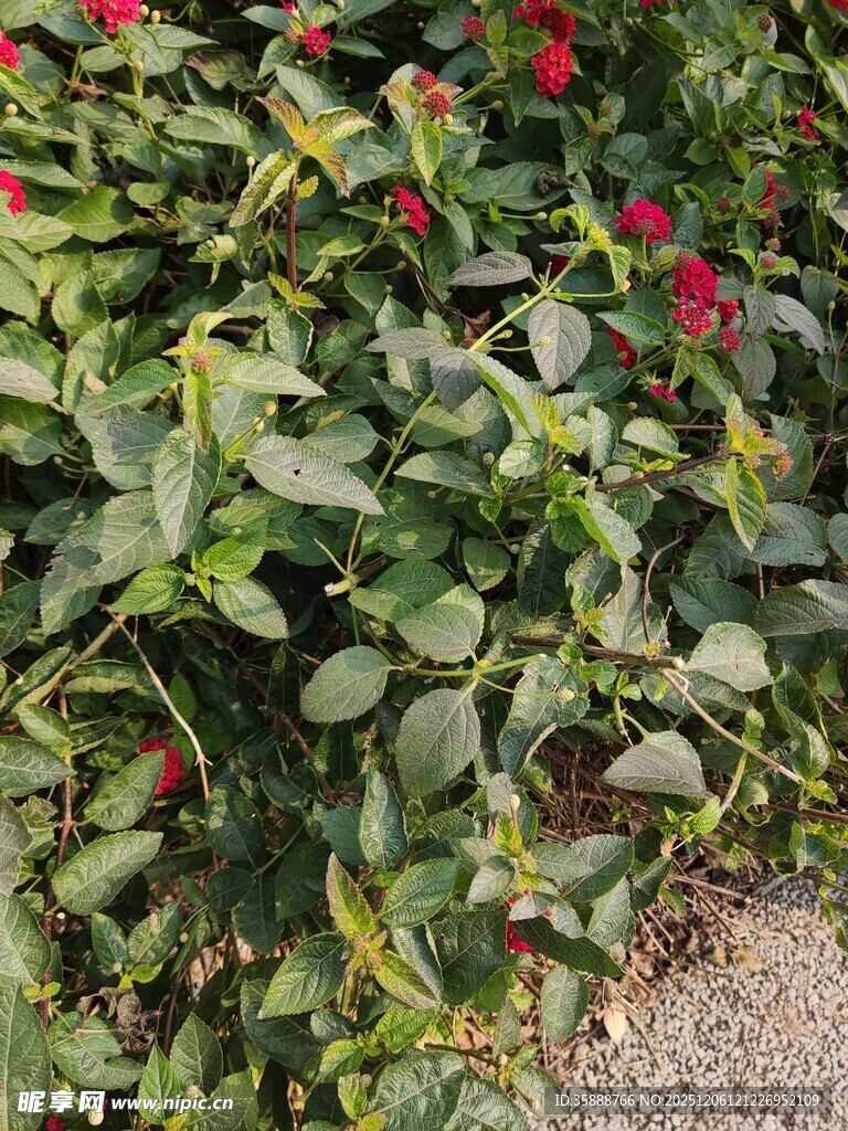 绿叶丛中的娇艳红玫瑰