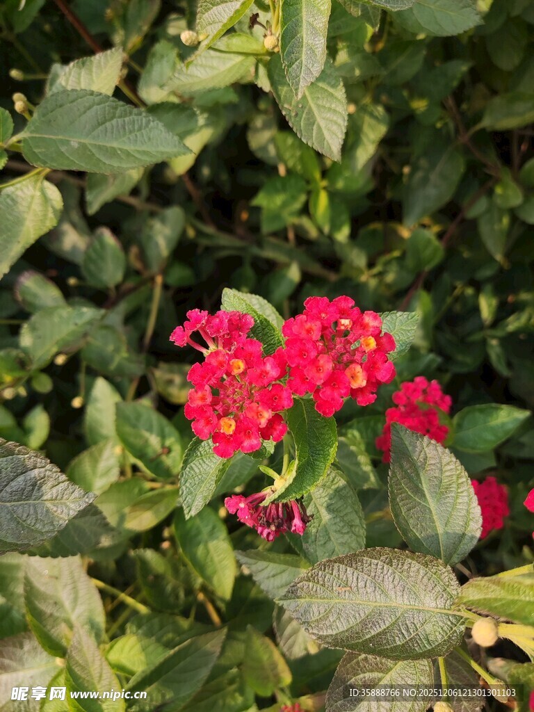 鲜艳红花绽放绿叶间