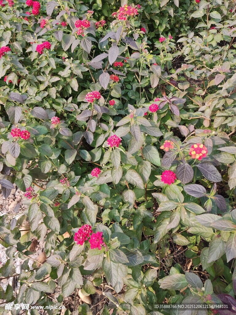 鲜艳花丛中的美丽景致