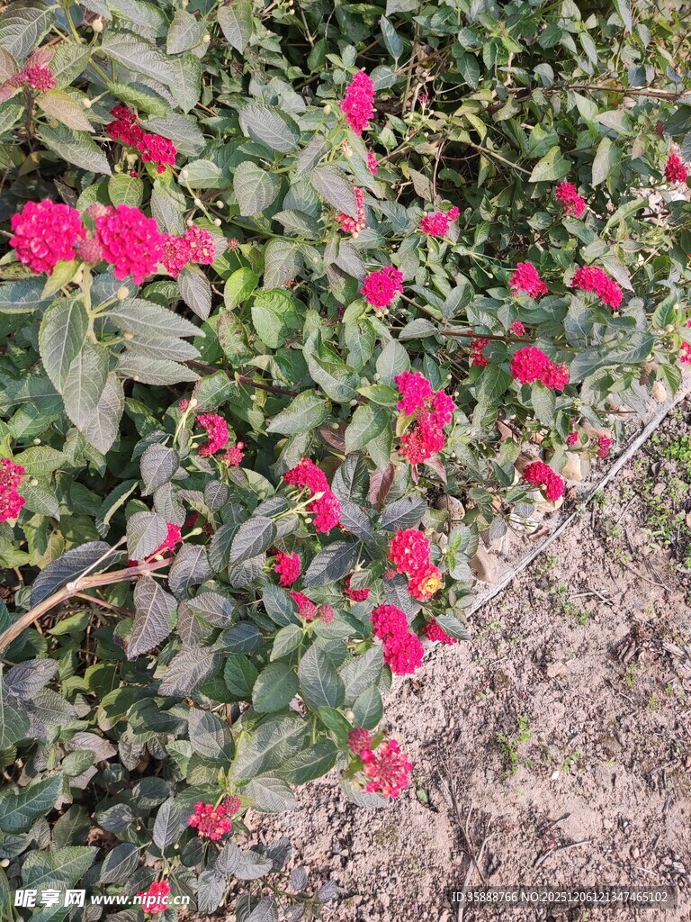 绽放的红色花卉景观