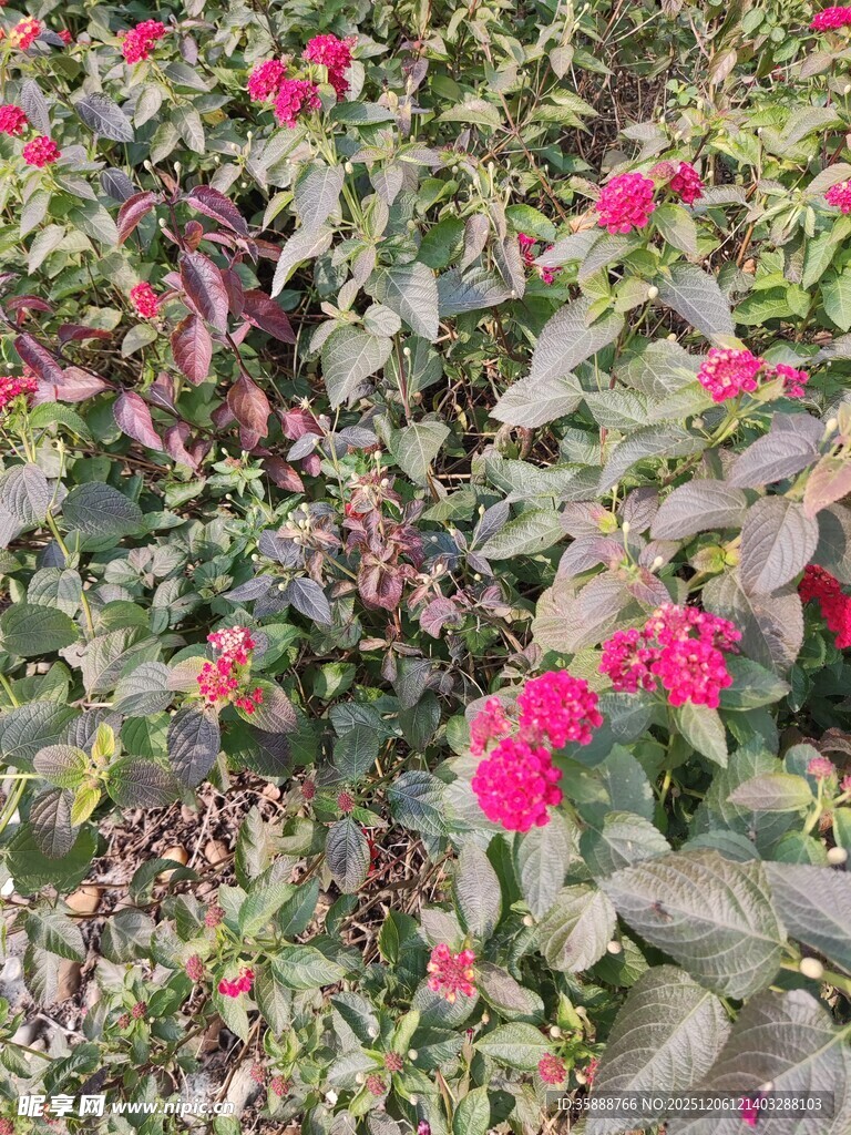 鲜艳花丛中的美丽景致