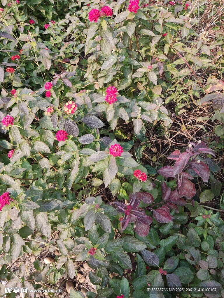 绽放的红色花朵植物景观