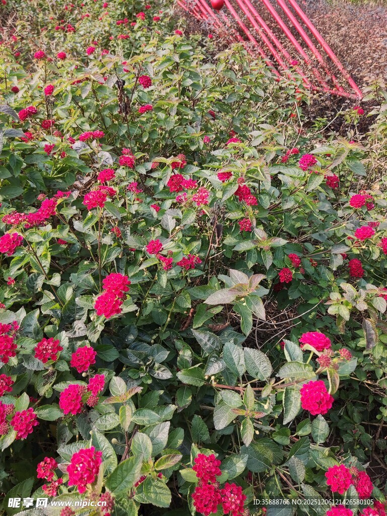 艳丽花丛中的红色花卉