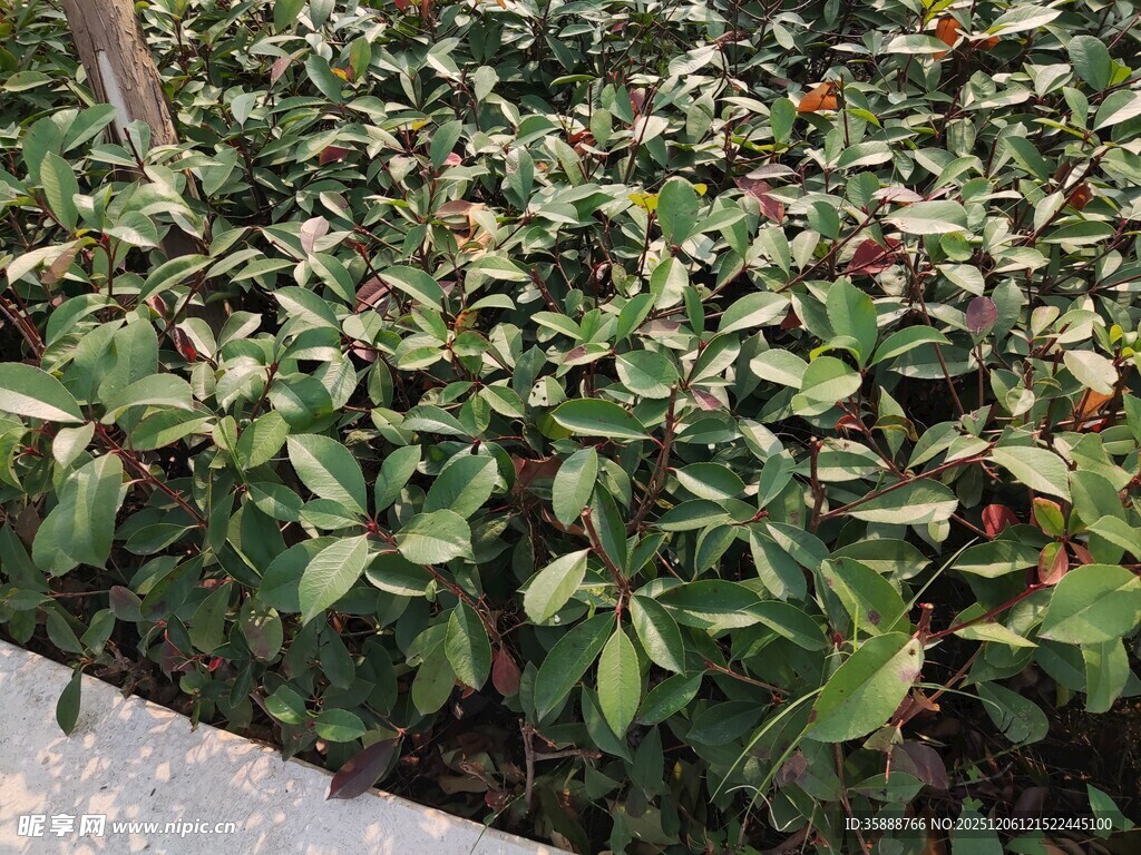 绿叶灌木丛景观