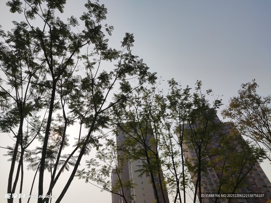 高楼旁的树木景观